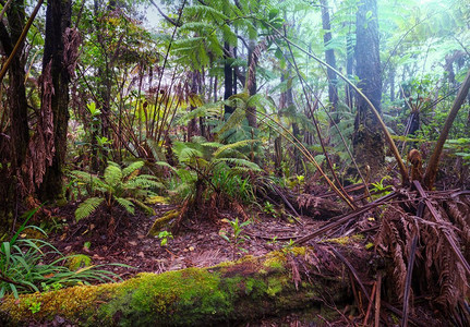 蕨类树叶摄影照片_巨大的蕨类树在热带雨林，夏威夷岛