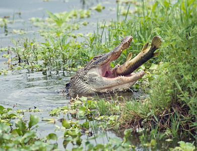 鳄鱼在佛罗里达湖吃大鱼。鳄鱼吃大鱼