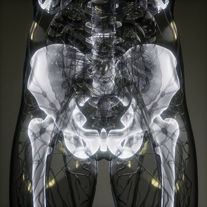 人体骨骼的医学图像。透明的人体和可见的骨骼