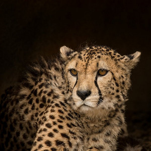 美丽的近摄肖像猎豹Acinonyx Jubatus在颜色。令人惊叹的亲密肖像猎豹Acinonyx Jubatus在五颜六色的风景