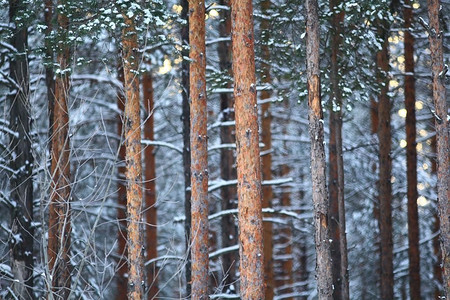 冬季景观雪树茂密林