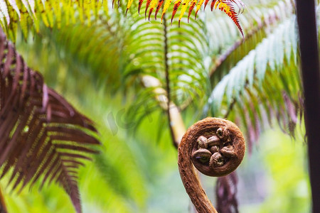 蕨类树叶摄影照片_弗恩巨大的蕨类树在热带雨林，夏威夷岛