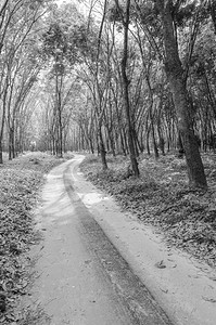 去森林的路在黑色和白色