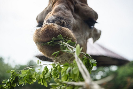野生动物园摄影照片_长颈鹿吃的是人类喂养的食物