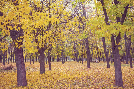 黄色调的秋景