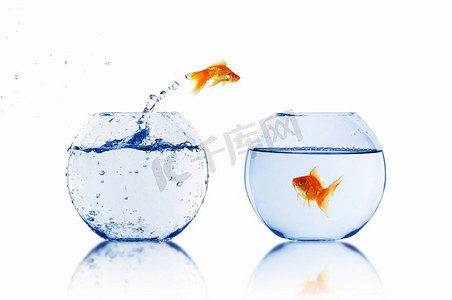 水里面的鱼摄影照片_鱼缸里跳出水面的金鱼