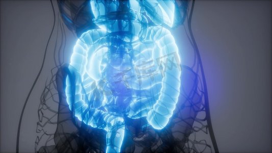 人体器官3摄影照片_人体消化系统各部分和功能的3D插图
