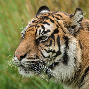 老虎黑豹在充满活力的风景中穿过长长的草丛，令人惊叹