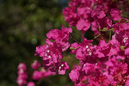 花三角梅摄影照片_热带植物的开花灌木枝。热带植物