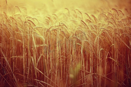 麦穗黄色摄影照片_黄色成熟大麦穗在领域秋天背景