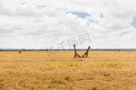 动物、自然和野生动物概念-长颈鹿组在马赛马拉国家保留区稀树草原在非洲。非洲大草原上的一群长颈鹿