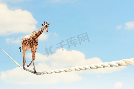长颈鹿在绳子上行走。长颈鹿在高高的绳索上行走的画面