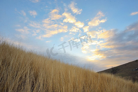 赛季摄影照片_在roumanian山顶的黄色草