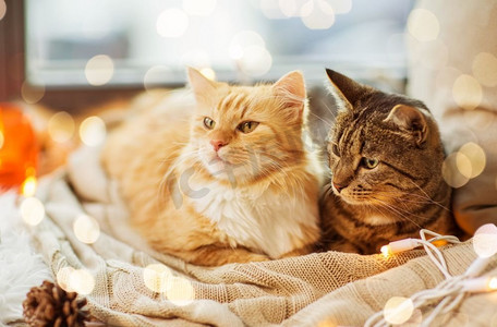 宠物，圣诞节和hygge概念—两只猫躺在窗台上毯子在家里。两只猫躺在窗台上毯子在家里