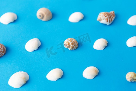 海洋生物和夏天概念—不同的海贝壳在蓝色背景。不同的海贝壳在蓝色背景