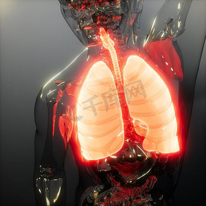 人体肺部发光的科学解剖扫描。人体肺部放射学检查