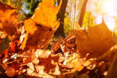 枫树林背景摄影照片_秋天森林里的落叶。阳光明媚的秋林落叶