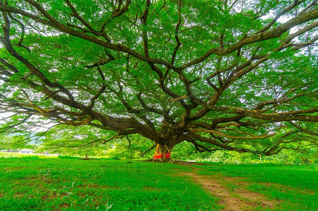 大树叶摄影照片_一棵苍老的树，绿树成荫