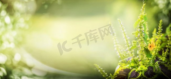 绿色自然背景，花园植物和波克照明，花卉边框，横幅