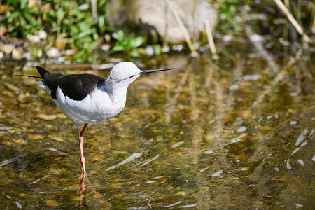 美丽的长腿黑色有翼的高跷himantopus himantopus在春天阳光吃草的高跷在河岸