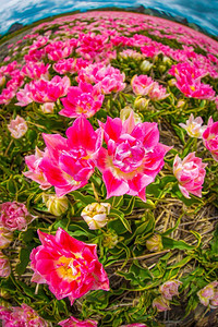 美丽的粉色郁金香花束在春天的植物自然概念领域。美丽的粉色郁金香花束