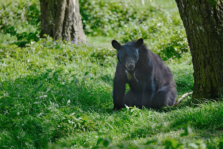 ursus摄影照片_美国黑熊Ursus Americanus在郁郁葱葱的森林景观设置