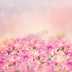 美丽的粉红色玫瑰绽放为背景