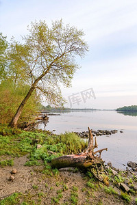 杨树林logo摄影照片_黎明时分，第聂伯河的宁静景色，有一棵大白杨树和枯木树干。