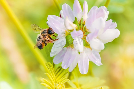 一只野生湿蜜蜂在粉红色的三叶草花上收集花粉