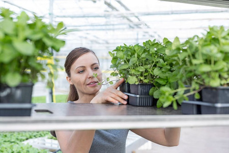 美丽的女性植物学家安排幼苗在植物苗圃货架上