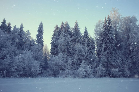 冬天的风景在森林/下雪的天气在一月，美丽的风景在雪的森林，旅行到北方