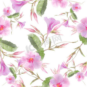 双孢摄影照片_水彩在白色背景隔绝的粉红色双叶菊花为您的设计无尽的纹理