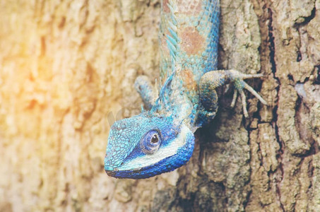 蓝色蜥蜴在封闭的细节中有一双大眼睛，就像小爬行动物一样，它的身体上画着漂亮的细节