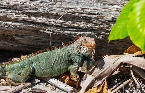 哥斯达黎加的野生绿鬣蜥