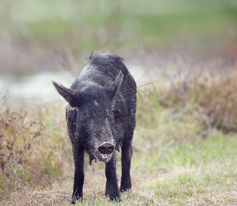 佛罗里达湿地的雌性野猪。雌性野猪