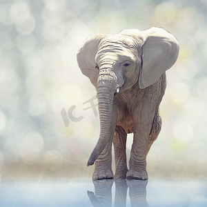年轻的大象近水数字艺术年轻的大象画