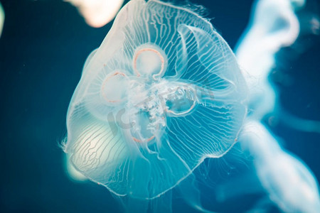 海月水母与蓝光背景