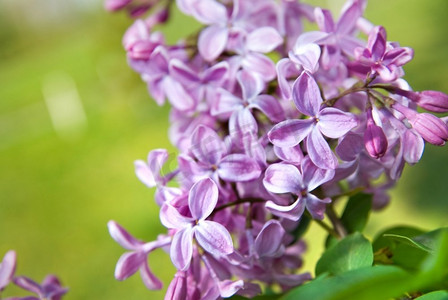 春日带叶的丁香花