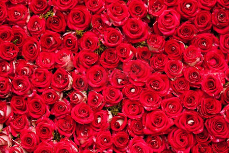 红色玫瑰背景，婚礼设计的样式.红玫瑰背景