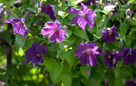橘黄紫色摄影照片_在篱笆上的铁线莲花在家花园。铁线莲花在家庭花园