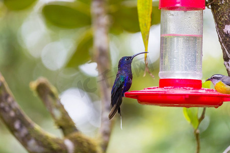 colibri摄影照片_中美洲哥斯达黎加的五颜六色的蜂鸟