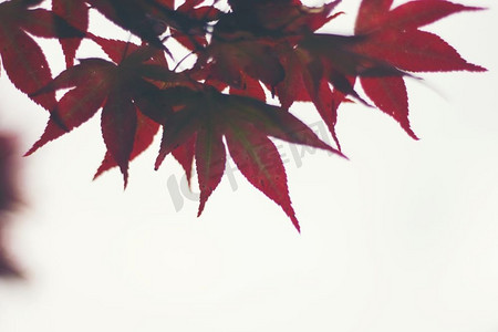 秋红枫叶，白色背景，复古滤镜图像
