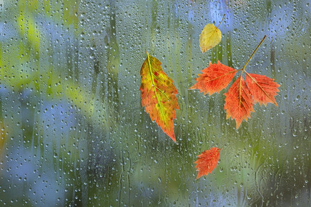 窗玻璃上阴雨中的秋叶