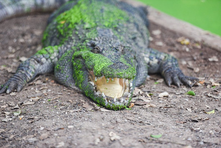 鳄鱼躺在地面与绿色水生植物在皮肤鳄鱼选择焦点