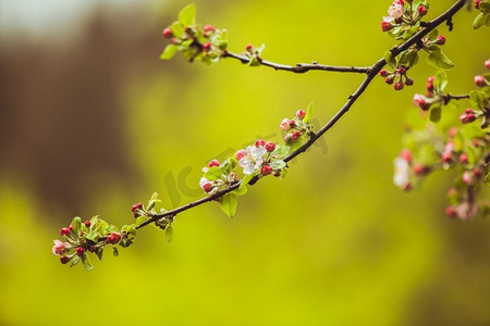 苹果树的枝条，开着粉红色的花，自然盛开的季节性春天背景。