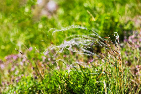 春天的风景，田野的羽毛草。在炎热的夏日里吃草。在炎热的夏日里吃草。羽毛草田