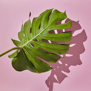 绿色怪物摄影照片_热带叶子怪物孤立在粉红色背景平的奠定。棕榈叶分离