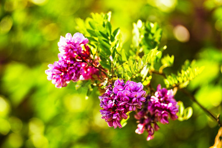 紫胶树盛开。背景粉红色的刺槐花关闭。紫罗兰相思花开。粉红色的刺槐花关闭。紫胶 