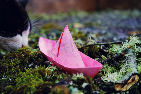 粉色纸船和自然界中的猫