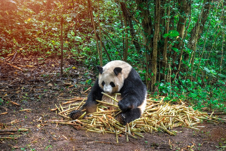 四川大熊猫摄影照片_坐在竹林里的大熊猫。大熊猫